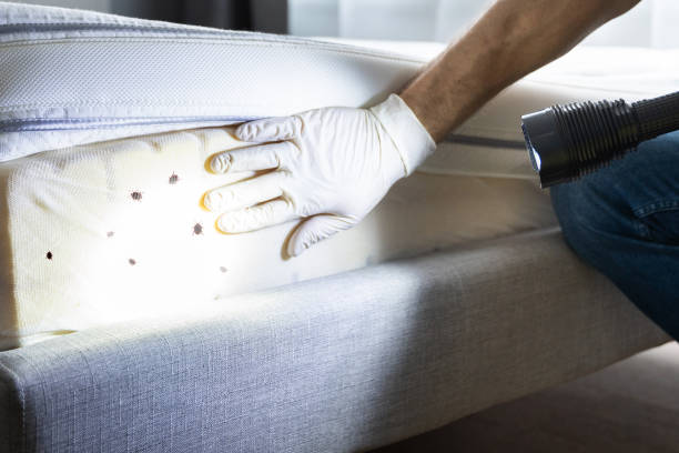 Best Ant Control Services  in Macon, MS